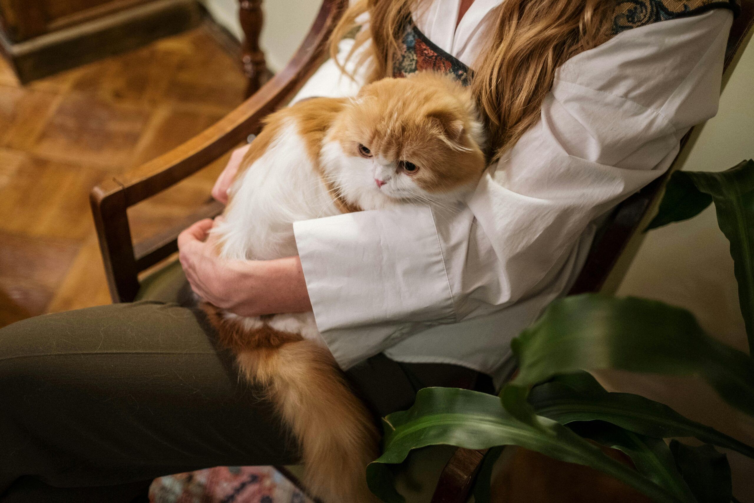 Person sitting in a chair gently holding a fluffy cat during a calm therapy session, illustrating the comfort and emotional support that pets can provide in recovery settings.